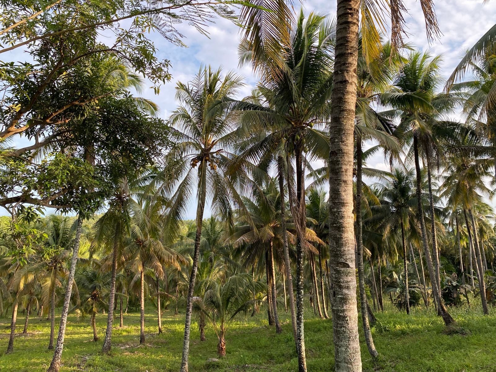 Kelapa